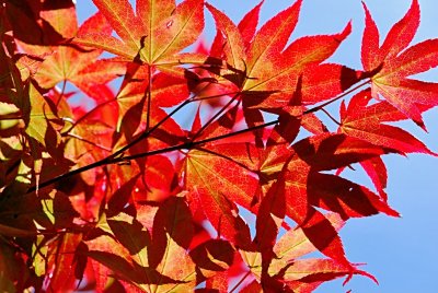 Acer palmatum 'Atropurpureum' - javor dlanitolistý - listy s žilnatinou - rub